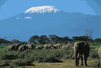 安波塞利主要以它的国家公园观赏象群闻名，在这里有最大品种的大象群。游客可以驱车追寻野生动物，与非洲著名五大猛兽狮子、豹、野牛、大象、犀牛近距离接触，运气好的话可以看到几十只大象从你的车旁跑过，并同时欣赏经典的肯尼亚自然风光。   