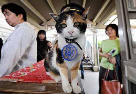 日本:九岁猫咪担任无人火车站"超级站长"(图)